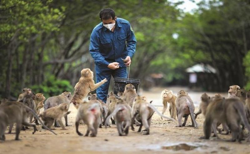 Đoàn khách đang tham quan khu vực Đảo Khỉ tại Cần Giờ, có nhiều khỉ xung quanh